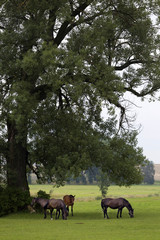 Grazing brown Horses on the green Pasture