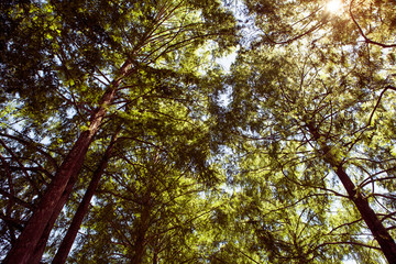 forest trees. nature green wood