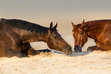 Two beautidul horse rest in sand