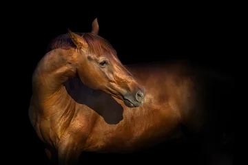 Fotobehang Mooi rood paardportret dat op zwarte achtergrond wordt geïsoleerd © callipso88