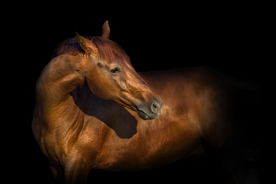 Beautiful red horse portrait isolated on black background