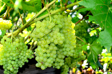 berry grapes ripe on bushes
