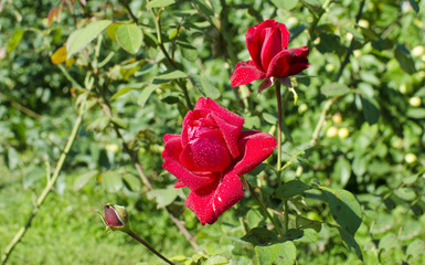 rose flowers a scarlet garden plant
