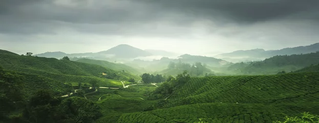Behang Heuvel Scenery of tea plantation in Cameron Highland, Malaysia.