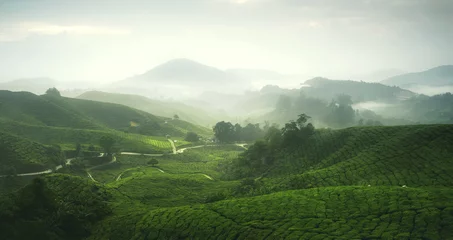 Tuinposter Scenery of tea plantation in Cameron Highland, Malaysia. © farizun amrod