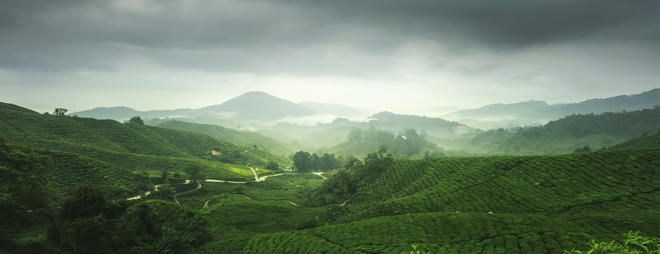 Scenery of tea plantation in Cameron Highland, Malaysia.