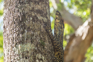 Obraz premium Goanna in a Tree
