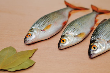 Fresh-water river fish