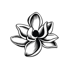 Magnolia illustration vector - obrazy, fototapety, plakaty