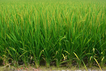Fresh terraced rice field