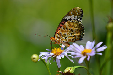 Obraz na płótnie Canvas Orange butterfly on flower