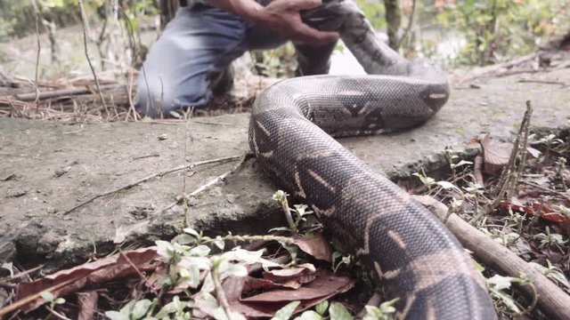 Man caressing a domesticated boa constrictor moving slowly towards him