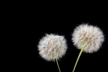 two dandelion .black background.free space