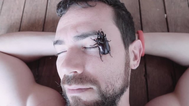 Rhinoceros beetle crawling over the face of a caucasian man. 4k