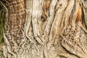 Corteccia d'albero centenario