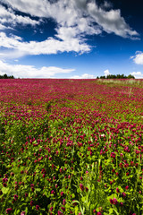 Fototapeta na wymiar Red Feather - Trifolium Rubens Field with Blue Sky and Clouds. Jelitto Perennial Feeld.