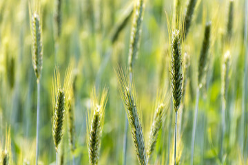 Wheats Plants Detail. Spring Green Wheat Macro.