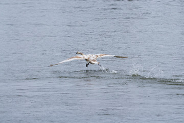 Schwan läuft über das Wasser
