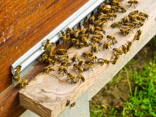 Honey bees at the entrance to their beehive