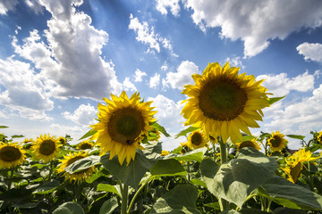 Sunflowers Field with Blue Sky and Clouds. Wide Angle Summer Landscape.