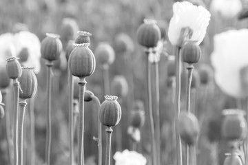 Field Poppy Head. Black and White Photo.