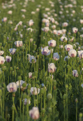 Field of White Poppy Background.