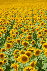 rows of sunflowers in a field as background, beautiful summer landscape