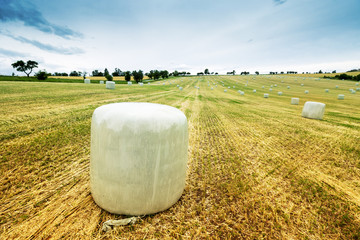 Hay Rolls on Field