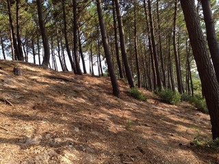 Forêt de pins sur dune