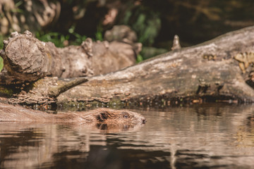 Naklejka na ściany i meble Beaver swimming in a lake in Canada