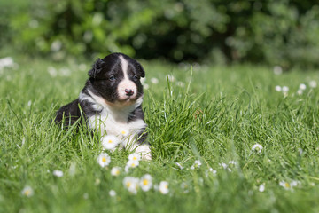 Welpe spielt im Gras