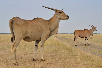 Obraz na płótnie Canvas wild animals, rare animals in their natural environment, Eland, antelope, Askania-Nova, Safari, photosafari