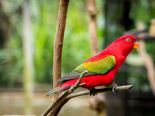 beautiful Chattering red Lory (Lorius garrulus) at tree top