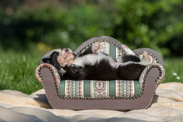 Welpe liegt auf kleinem Sofa
