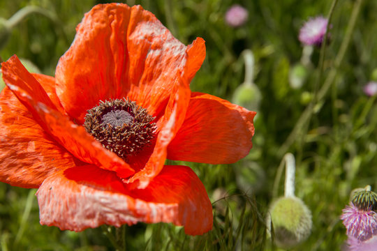 Red Flower, Ardebil, Iran
