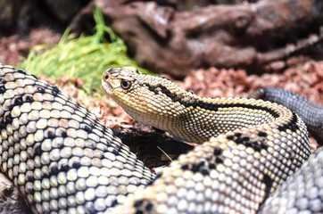 Closer look,large with black and yellow spots,rattlesnake 

