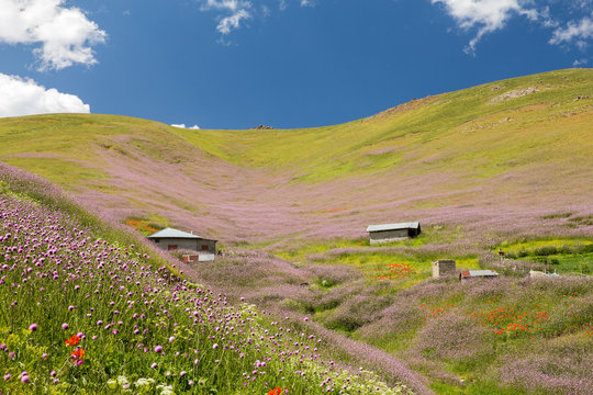 Flowers, Ardebil, Iran