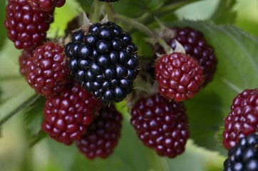 Brombeeren