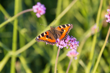 Small tortoiseshell butterfly on Verbena flower