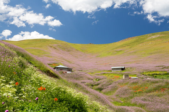 Flowers, Ardebil, Iran