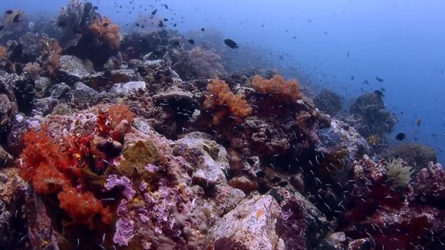 Reefscene with fish in Bangka, Indonesia