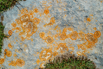 Close-up of lichen on rock surface