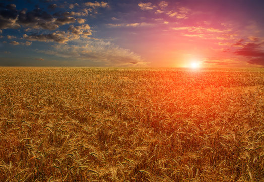 Fantastic view. wheat field at the sunset. Colorful overcast sky. majestic rural landscape 