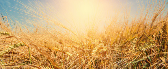 golden field of wheat and sunny day. Ear wheat or rye close up. rich harvest concept. use as...