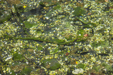 Coins in the water