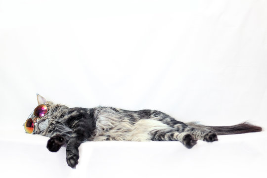 Maine Coon cat lying in sunglasses close up on white background
