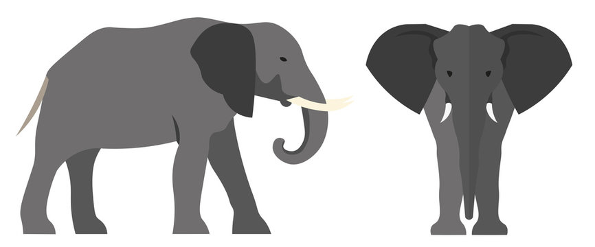 Elephant flat illustration. Vector