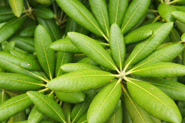 Obraz premium Umbrella plant or arboricola