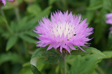 Violet knapweed flower
