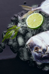 Fresh fish head and tail lime  dill on ice. Vomer or Selene s